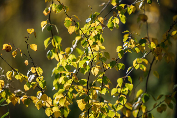 yellow green sutumn leaves on blur background on sunny day in nature - Φωτογραφία, εικόνα