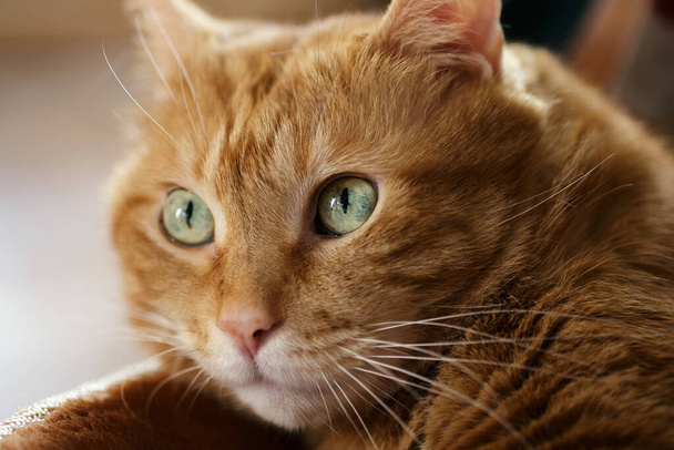 Sleepy old red cat. Selective focus on eyes. - Zdjęcie, obraz