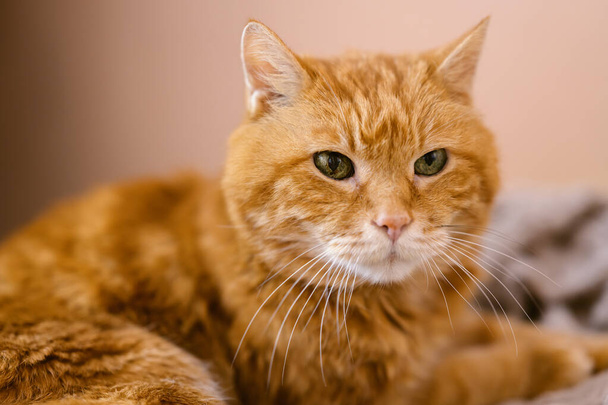 Sleepy old red cat. Selective focus on eyes. - Foto, immagini
