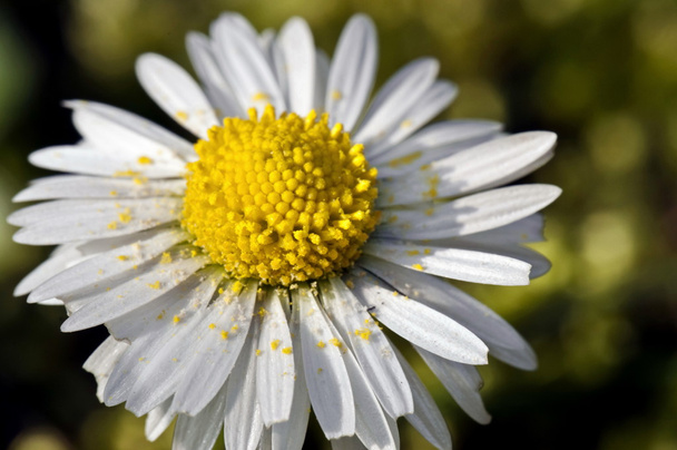 Daisy with pollen - Photo, Image