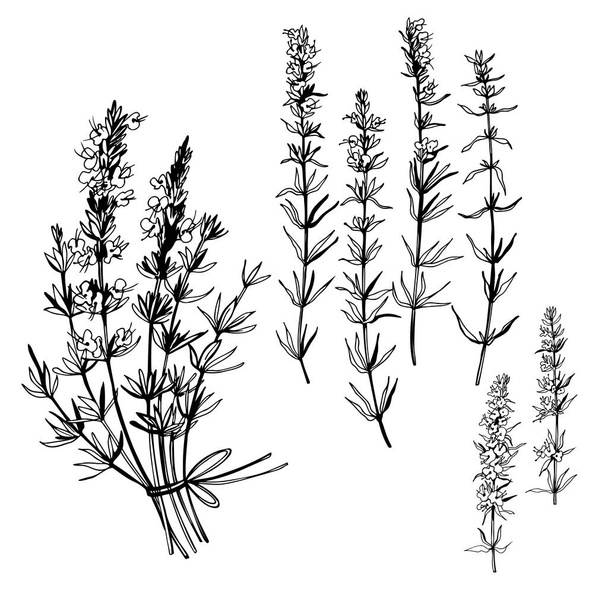  Рука тягла пряні трави. Hyssopus Officinalis Приклад з векторного ескізу. - Вектор, зображення