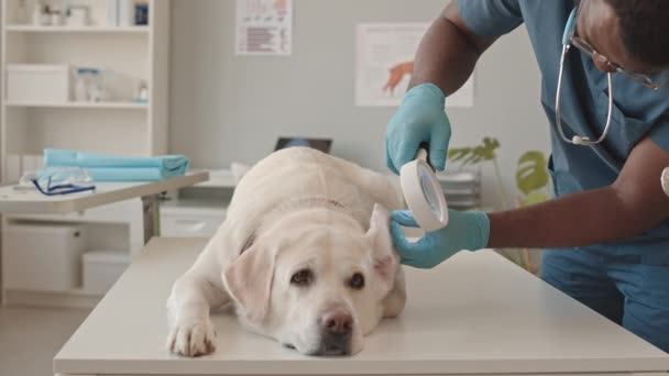 Niski kąt młodego czarnego człowieka noszącego niebieskie fartuchy i okulary, używającego szkła powiększającego do badania ucha psa Labradora leżącego na stole, a następnie pieszczącego zwierzaka - Materiał filmowy, wideo