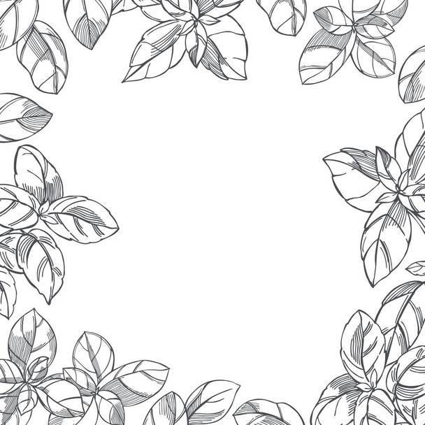  Hand drawn spicy herbs.   Basil. (Ocimum basilicum). Vector background. Sketch  illustration. - Vector, imagen