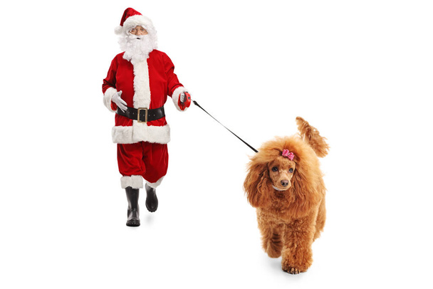 Santa claus with a red poodle dog walking towards camera isolated on white background - Fotoğraf, Görsel