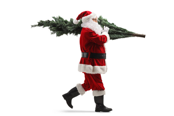 Full length profile shot of Santa Claus walking with a christmas tree on his back isolated on white background - Fotoğraf, Görsel