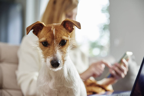 Frau sitzt mit Hund und nutzt Smartphone - Foto, Bild
