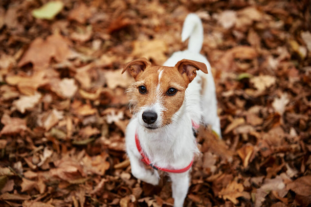 Dog walking in autumn park - Фото, зображення