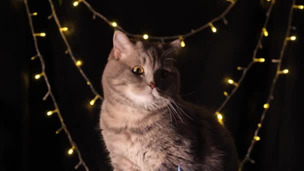 El gato celebra un Año Nuevo 2022  - Imágenes, Vídeo