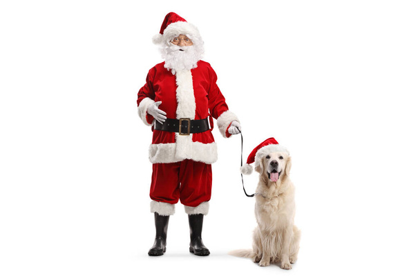 Santa claus standing with a retriever dog wearing a christmas hat isolated on white background - Foto, Imagem