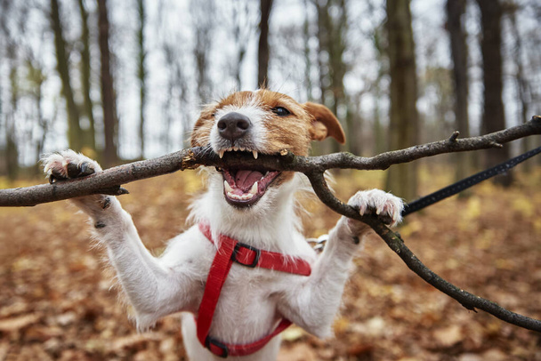 Собака грає з гілкою в осінньому лісі
 - Фото, зображення