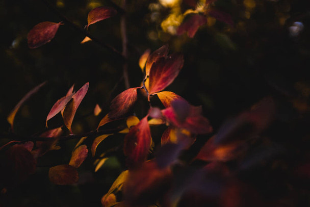 A close-up shot of autumn leaves in the dark. - Foto, Imagen