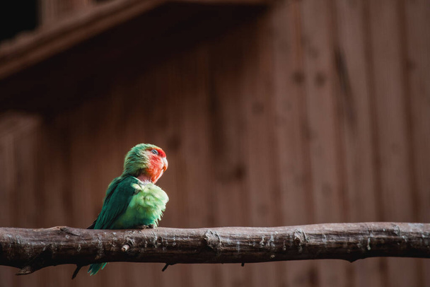 A view of a parrot perched on the wooden stick - Photo, image