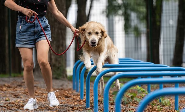 Meisje training golden retriever hond in het park buiten in de zomer. Jonge vrouw met hond huisdier labrador oefenen - Foto, afbeelding