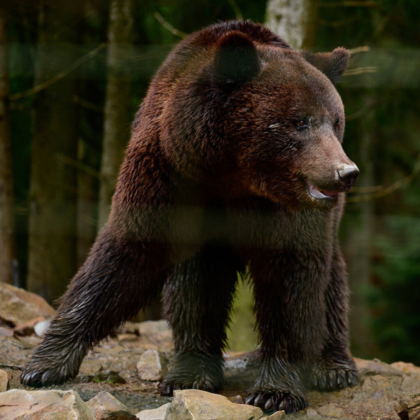 Национальный природный парк Украины Синевирская Поляна и его обитатели бурые медведи, жители Карпат. - Фото, изображение