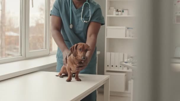 Tracking left of cropped Černoch wearing scrubs examining cute dachshund dog that is standing on table in office of veterinary clinic at daytime - Záběry, video