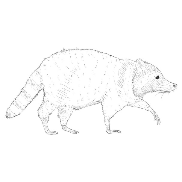 Sketch Raccoon Walking on Isolated White Background. Side View Hand Drawn Illustration. - Vector, Image