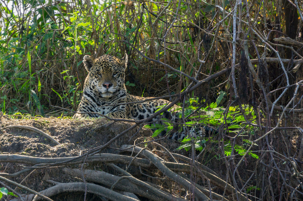Frontansicht Jaguar im Flussufer, Pantanal, Brasilien - Foto, Bild