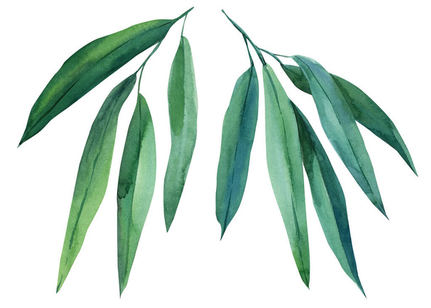 Τροπικά πράσινα φύλλα, κλαδιά ευκαλύπτου σε λευκό φόντο. Υδατογραφία ζωγραφισμένη στο χέρι, καλοκαιρινό κλιπ - Φωτογραφία, εικόνα