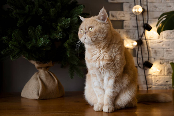 Exotic shorthair cat with funny grumpy face sitting on table near small christmas tree - Zdjęcie, obraz