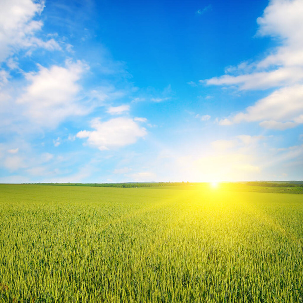 wheat field and bright sunrise over the horizon. - Foto, imagen