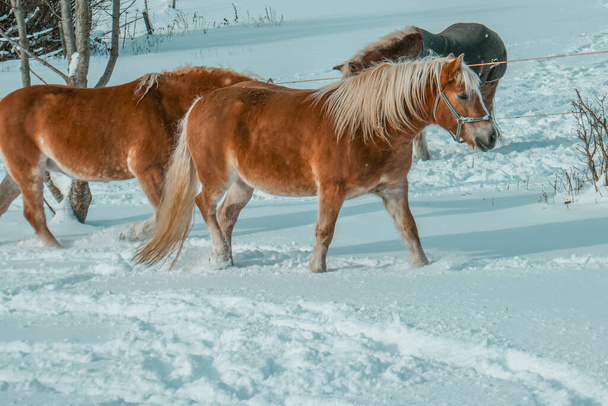 Beautiful horses in the snow. Winter on the farm, horses on the farm. - Photo, Image