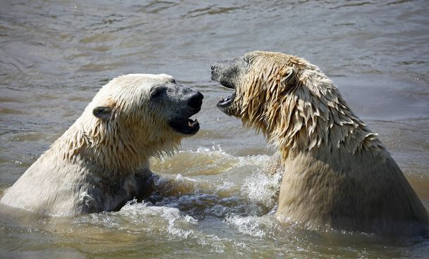 Des ours polaires se battent dans l'eau dans un parc animalier - Photo, image