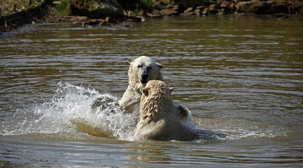 Πολικές αρκούδες πολεμούν στο νερό σε ένα πάρκο άγριας ζωής - Φωτογραφία, εικόνα