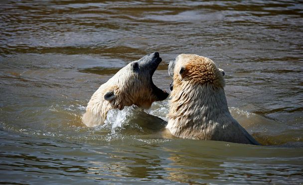 Jegesmedvék harcolnak a vízben egy vadasparkban. - Fotó, kép