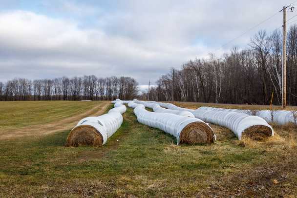 Wrapped round bales from an inline bale wrapper to make round bale silage for livestock feed. Selective focus, background blur and foreground blur. - Photo, Image