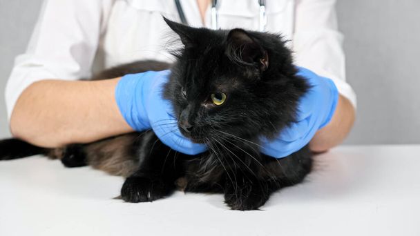 unrecognizable veterinarian probes the neck and head of a black cat - Fotografie, Obrázek