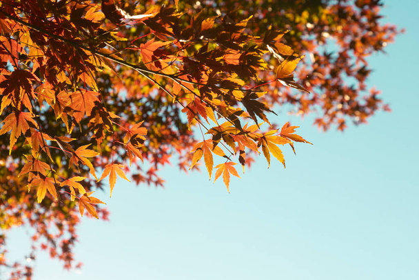 Сезон осенних листьев и деревьев в японском парке. - Фото, изображение