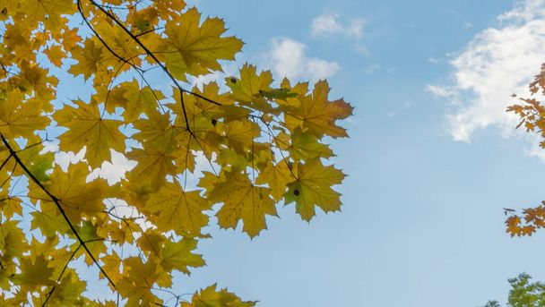Yellow fallen leaves. Tree against cloudy blue sky. Yellow Maple Tree Leaves Composition Over Sky. Beautiful autumn tree and blue sky. Autumn Nature concept. - Foto, imagen