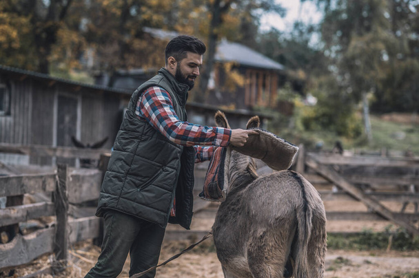 A man putting a saddle on a donkeys back - Foto, immagini