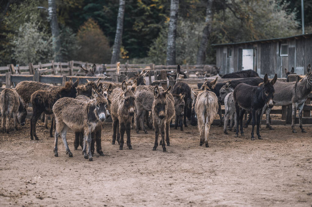A herd of donkeys in a cattle-pen - Фото, изображение
