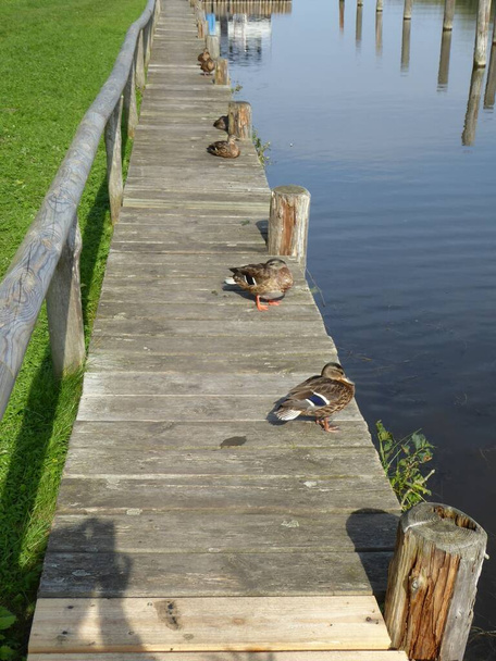 Mallards on the small jetty of the Wesenberger See, Mecklenburg Lake District, Mecklenburg-Western Pomerania, Germany - Photo, Image