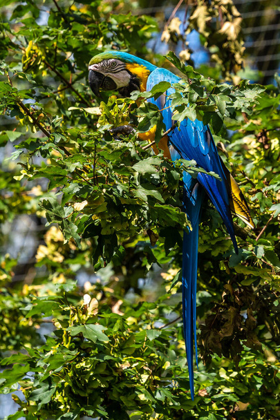 Modro-žluté Macaw, Ara arauna také známý jako modro-zlatý macaw, je velký jihoamerický papoušek s většinou modré horní části a světle oranžové spodní části - Fotografie, Obrázek