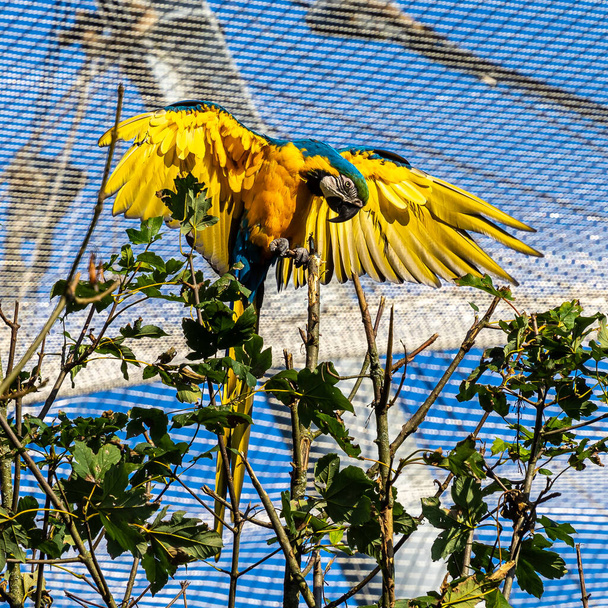 Mavi ve sarı papağan, Ara aratyası, mavi ve altın papağanı olarak da bilinir, çoğunlukla mavi üst kısımları ve açık turuncu alt kısımları olan büyük bir Güney Amerika papağanıdır. - Fotoğraf, Görsel
