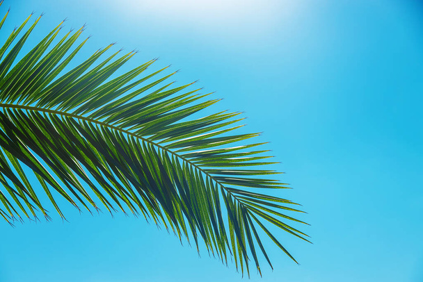 Palm leaves against the sky. Selective focus. Nature. - Foto, afbeelding