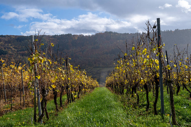 Vinice v Moselském údolí. Krásné žluté vinné listy a zelená tráva - Fotografie, Obrázek