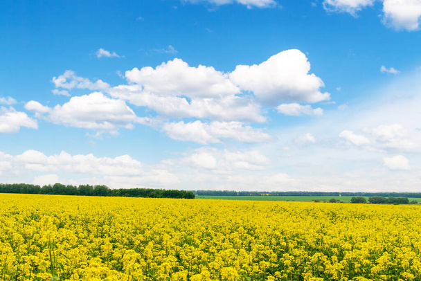 Verkrachtingsveld voor oliehoudende zaden. Panorama van een koolzaadveld met bos en groene velden aan de horizon. - Foto, afbeelding