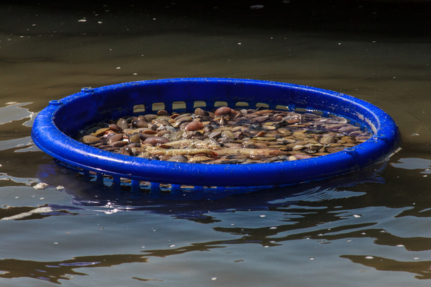 Fresh clams - Photo, Image
