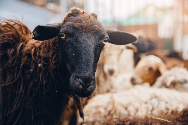 Portret owcy z rogami patrzy w ramkę, światło słoneczne - Zdjęcie, obraz