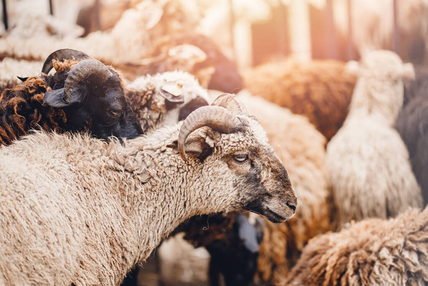 Concept élevage d'animaux de ferme. Les moutons se préparent à tondre la laine et à abattre la viande au soleil - Photo, image