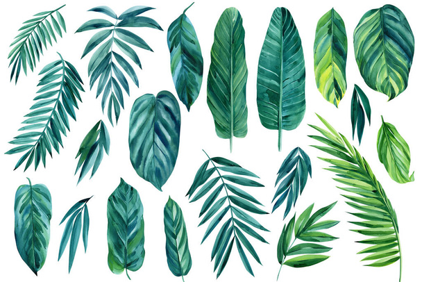 Eksoottisia palmunlehtiä. Vesiväri elementtejä kasvien valkoisella pohjalla. kasvitieteellinen maalaus akvarelli kuva - Valokuva, kuva