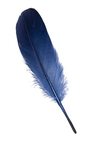 Elegancia pluma azul aislada sobre el fondo blanco - Foto, imagen