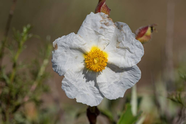 Cistus monspeliensis - Black jagz is a plant in the cystaceae family. White flower. - Photo, Image