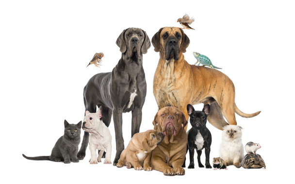 Skupina domácí zvířata - pes, kočka, pták, plaz, králík, izolovaných na whi - Fotografie, Obrázek
