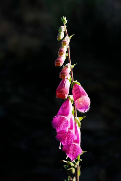 Digitalis obscura - Corregia veya siyah yüksükotu, Plantaginaceae familyasının bir türüdür.. - Fotoğraf, Görsel