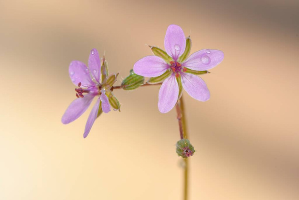 Erodium is a genus of plants in the Geraniaceae family. - Photo, Image