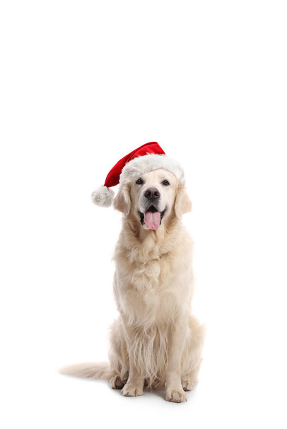 White labrador retriever dog with a santa claus hat isolated on white background - Fotoğraf, Görsel